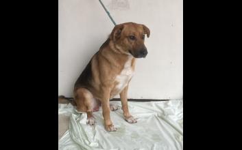 dog adoption photo