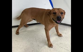 dog adoption photo