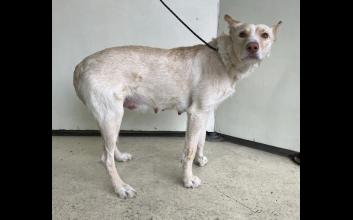 dog adoption photo