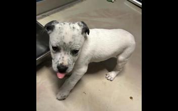 dog adoption photo