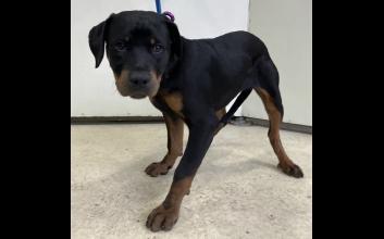 dog adoption photo