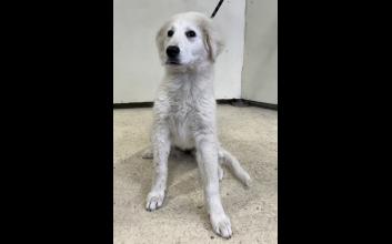 dog adoption photo