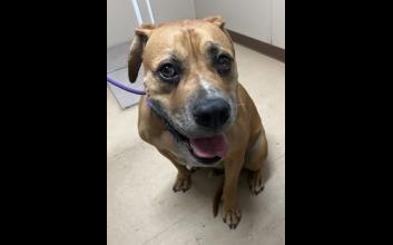 dog adoption photo