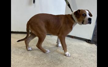 dog adoption photo