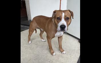 dog adoption photo