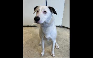 dog adoption photo