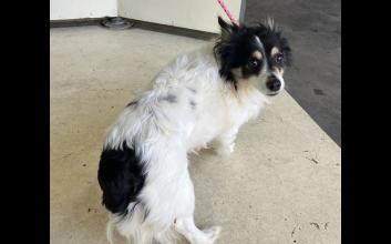 dog adoption photo