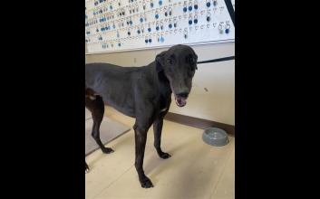 dog adoption photo