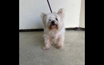 dog adoption photo