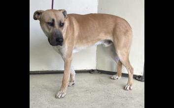 dog adoption photo