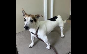 dog adoption photo