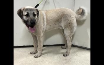 dog adoption photo