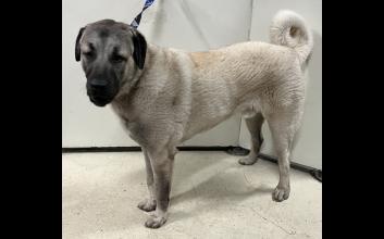dog adoption photo