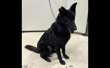 dog adoption photo