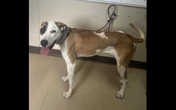 dog adoption photo