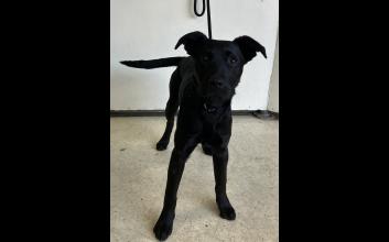 dog adoption photo