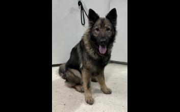 dog adoption photo