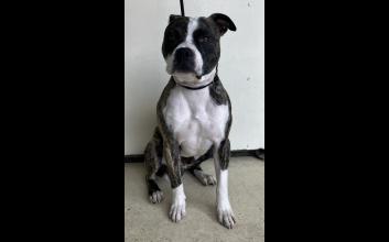 dog adoption photo