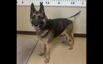 dog adoption photo