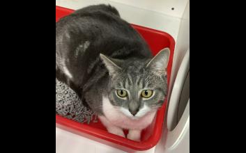 cat adoption photo