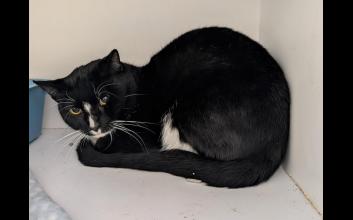 cat adoption photo