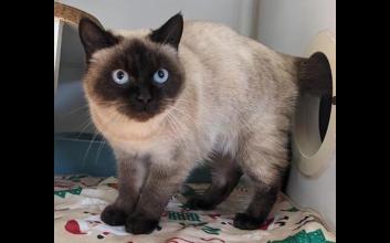 cat adoption photo