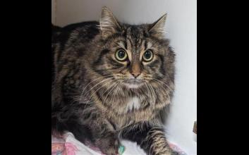 cat adoption photo