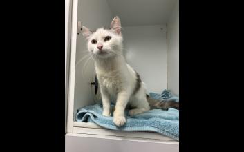 cat adoption photo