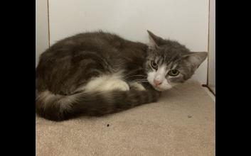 cat adoption photo
