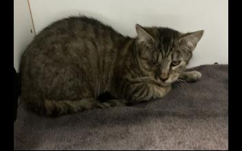 cat adoption photo