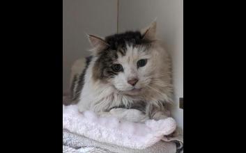 cat adoption photo