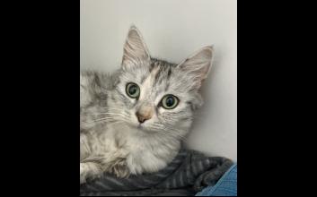 cat adoption photo