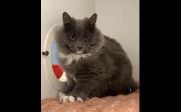 cat adoption photo