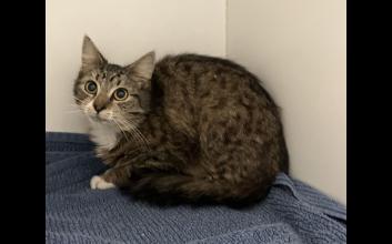 cat adoption photo