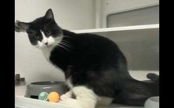 cat adoption photo