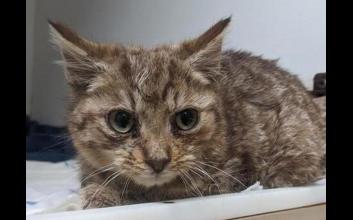 cat adoption photo