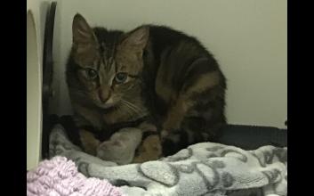 cat adoption photo