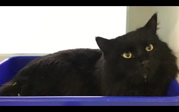 cat adoption photo