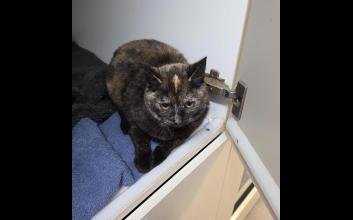 cat adoption photo