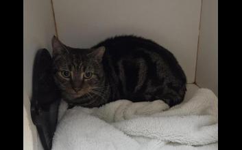 cat adoption photo