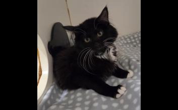 cat adoption photo