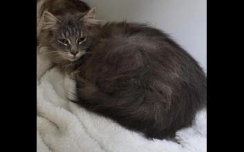 cat adoption photo