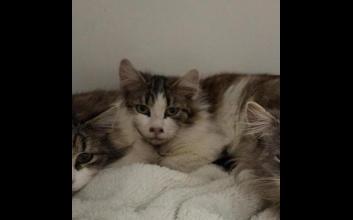 cat adoption photo