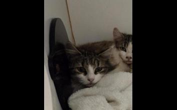 cat adoption photo