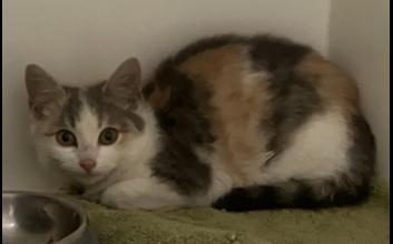 cat adoption photo