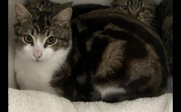 cat adoption photo