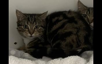 cat adoption photo