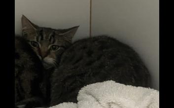 cat adoption photo
