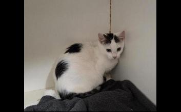 cat adoption photo