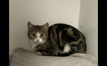 cat adoption photo